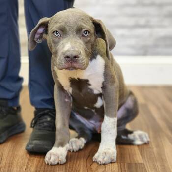 Houston -  Terrier and Mixed Breed Dog for Adoption in Montgomery, Alabama - Houston | PetCurious