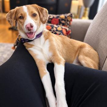 Sienna -  Mixed Breed Dog for Adoption in Columbia, Maryland - Sienna | PetCurious