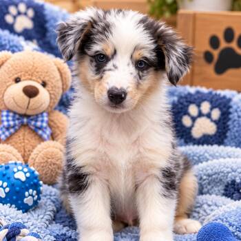 Roo -  Australian Shepherd Dog for Adoption in Fresno, California - Roo | PetCurious