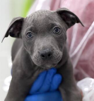 PIP -  American Staffordshire Terrier Dog for Adoption in Canfield, Ohio - PIP | PetCurious