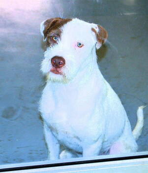 Rescue Wire Fox Terrier and Terrier Dogs for Adoption in Sebec, Maine - CASPER | PetCurious