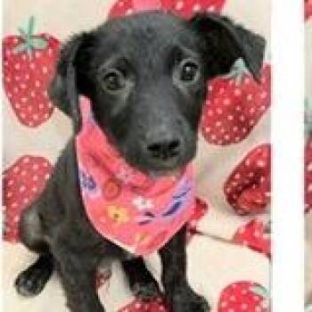 Honey Badger -  Wirehaired Terrier and Mixed Breed Dog for Adoption in Clearwater, Florida - Honey Badger | PetCurious