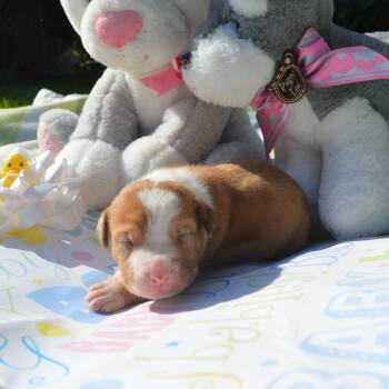 Daisy Pup 6 -  Retriever Dog for Adoption in Enterprise, Alabama - Daisy Pup 6 | PetCurious