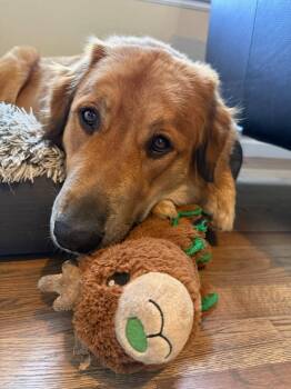 Tilly -  Great Pyrenees Dog for Adoption in Colleyville, Texas - Tilly | PetCurious
