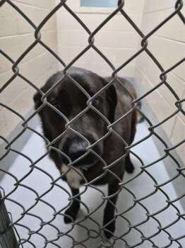 Labrador Retriever Dogs Available for Adoption in Lawrenceville, Georgia - Pen 100c Cedo | PetCurious