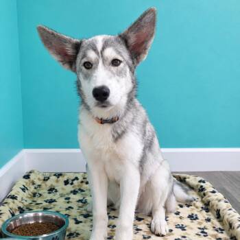 Lilly -  Husky Dog for Adoption in Jefferson City, Tennessee - Lilly | PetCurious