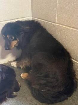 Australian Shepherd and Border Collie Dogs Available for Adoption - Prancy | PetCurious