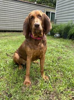 Rescue Bloodhound Dogs for Adoption in Charleston, South Carolina - Honey | PetCurious