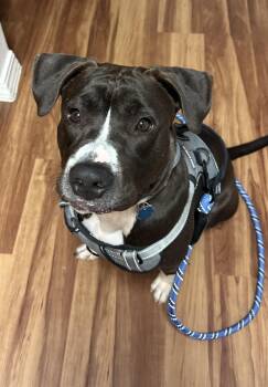 Pit Bull Terrier and Collie Dogs Available for Adoption - Pochita | PetCurious