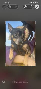 Chihuahua Dogs Available for Adoption - Reese | PetCurious