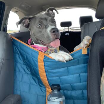 Rescue American Staffordshire Terrier Dogs for Adoption in Austin, Texas - Peggy | PetCurious