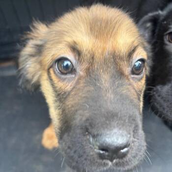 Gnochi -  Black Labrador Retriever Dog for Adoption in Parrish, Alabama - Gnochi | PetCurious