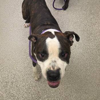 American Staffordshire Terrier and Mixed Breed Dogs Available for Adoption in Disputanta, Virginia - Jack | PetCurious