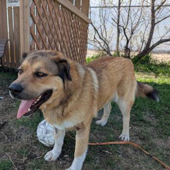 Friar Tuck -  Mixed Breed Dog for Adoption in Morden, Manitoba - Friar Tuck | PetCurious