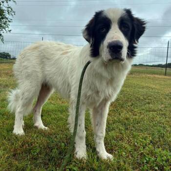Sonny JuM -  Great Pyrenees and Mixed Breed Dog for Adoption in Austin, Texas - Sonny JuM | PetCurious