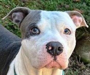 Rescue American Bulldog Dogs for Adoption in Charlottesville, Virginia - Bramble, Sweet Adorable Little Boy, Needs A Family ! | PetCurious