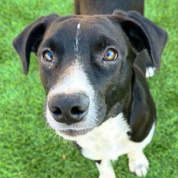 Terrier Dogs Available for Adoption - Twix | PetCurious