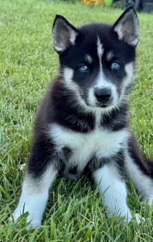 Kai -  Husky Dog for Adoption in Iron Ridge, Wisconsin - Kai | PetCurious