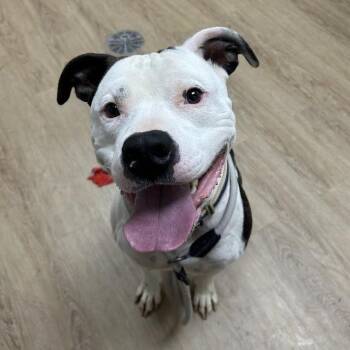 Pit Bull Terrier and Mixed Breed Dogs Available for Adoption in Lyndhurst, Virginia - Cane | PetCurious