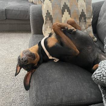 Doberman Pinscher Dogs Available for Adoption - Summer | PetCurious