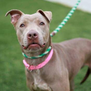 Mixed Breed Dogs Available for Adoption in Atlanta, Georgia - Suga | PetCurious