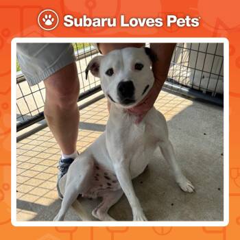 Rescue Terrier Dogs for Adoption in Harrison, Arkansas - Rice | PetCurious