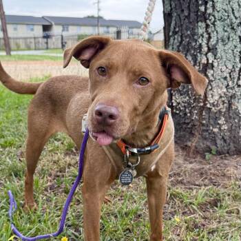 Peaches -  Mixed Breed Dog for Adoption in Columbia, South Carolina - Peaches | PetCurious