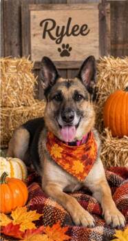 Lovable Rylee- Your Couch Companion -  German Shepherd Dog Dog for Adoption in Baytown, Texas - Lovable Rylee- Your Couch Companion | PetCurious