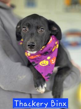 Thackery Binx -  Mixed Breed Dog for Adoption in Walthill, Nebraska - Thackery Binx | PetCurious