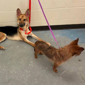 Pumbaa -  Mixed Breed Dog for Adoption in Memphis, Tennessee - Pumbaa | PetCurious