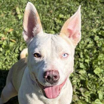 Bri -  Pit Bull Terrier Dog for Adoption in Jefferson, Wisconsin - Bri | PetCurious