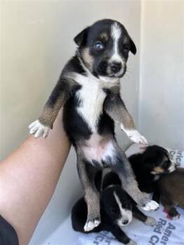 Rescue German Shepherd Dog and Mixed Breed Dogs for Adoption in Houston, Texas - A643818 | PetCurious