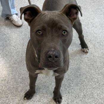 Medo -  Terrier Dog for Adoption in Des Moines, Iowa - Medo | PetCurious