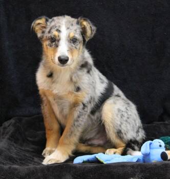 Australian Cattle Dog Blue Heeler and Australian Shepherd Dogs Available for Adoption in Portage, Wisconsin - Conway | PetCurious