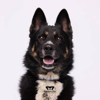 Major -  German Shepherd Dog and Mixed Breed Dog for Adoption in Tampa, Florida - Major | PetCurious