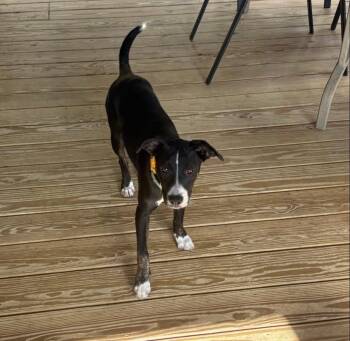 Suri -  Mixed Breed Dog for Adoption in Orland Park, Illinois - Suri | PetCurious