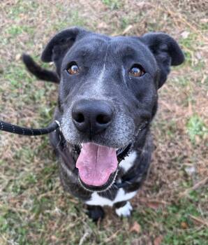 Rescue Bullmastiff Dogs for Adoption in Lancaster, South Carolina - Little | PetCurious
