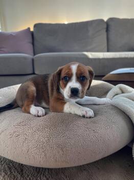 English Bulldog and Bluetick Coonhound Dogs Available for Adoption in Auburn, Georgia - Lilac | PetCurious