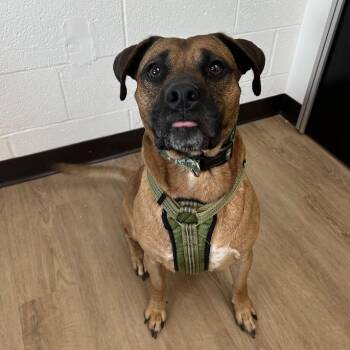 Terrier and Mixed Breed Dogs Available for Adoption in Lyndhurst, Virginia - Copper | PetCurious