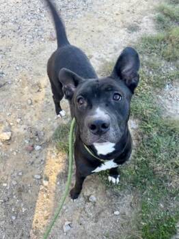 Rescue Pit Bull Terrier Dogs for Adoption in Louisville, Kentucky - THE PITT | PetCurious