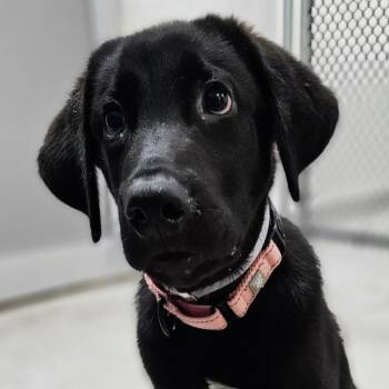 Raphael -  Mixed Breed Dog for Adoption in Westhampton, New York - Raphael | PetCurious