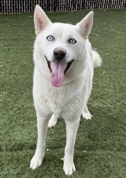 Marble -  Siberian Husky Dog for Adoption in Red Bluff, California - Marble | PetCurious