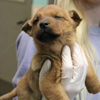 Australian Shepherd and Retriever Dogs Available for Adoption - Sr. Jose | PetCurious