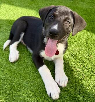 Momo -  Labrador Retriever Dog for Adoption in West Palm Beach, Florida - Momo | PetCurious