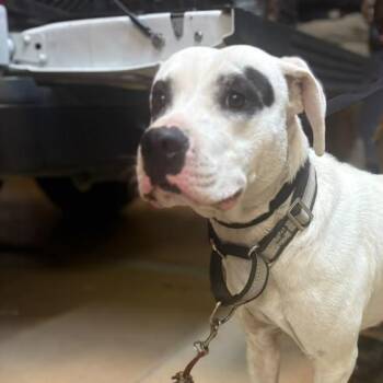 Petey -  Mixed Breed Dog for Adoption in Gadsden, Alabama - Petey | PetCurious