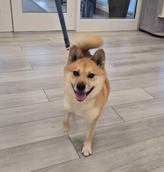 Shiba Inu and Pomeranian Dogs Available for Adoption in Maidens, Virginia - Jasper | PetCurious