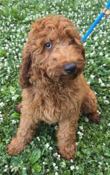 Bert -  Golden Retriever and Standard Poodle Dog for Adoption in Malvern, Pennsylvania - Bert | PetCurious