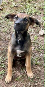 Woodrow -  Australian Shepherd and German Shepherd Dog Dog for Adoption in Gillsville, Georgia - Woodrow | PetCurious