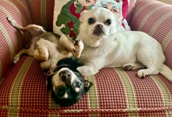 Miniature Pinscher and Chihuahua Dogs Available for Adoption - Sammie Moon | PetCurious