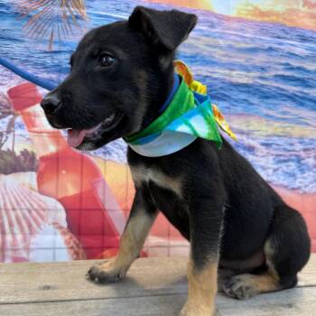 Luigi -  Rottweiler Dog for Adoption in Aledo, Texas - Luigi | PetCurious